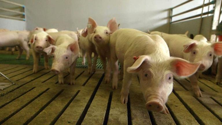 Mastferkel im Stall, erst wenige Wochen alt.