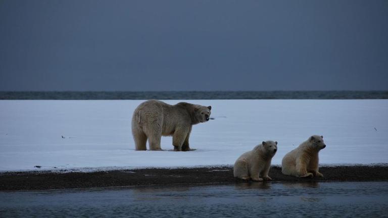 Eisbärenmutter mit Jungtieren