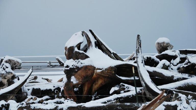 Überreste der Waljagd