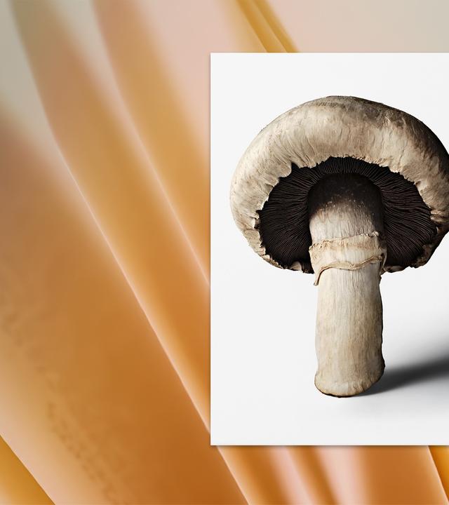 Ein Buchcover auf dem ein Champignon in Großaufnahme zu sehen ist.