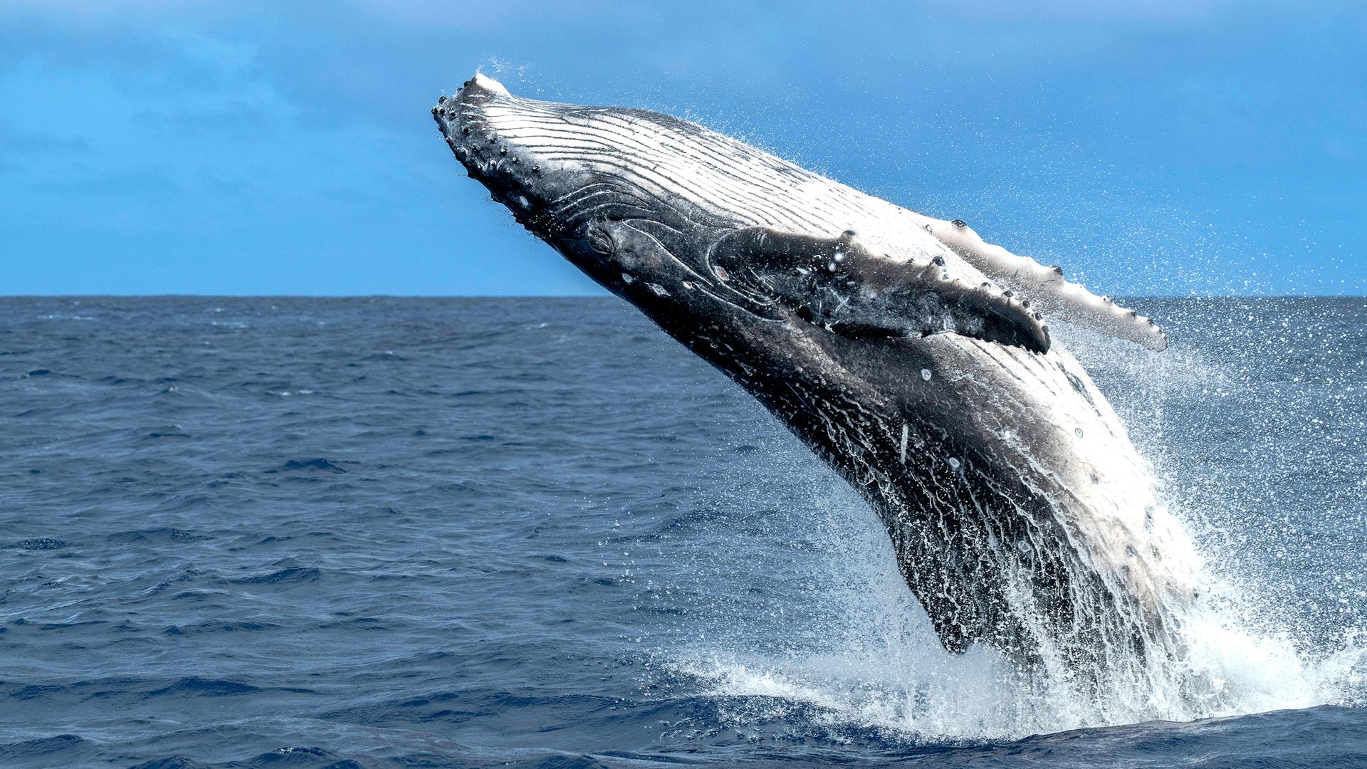 Ein Buckelwal springt aus dem Ozean nahe Vava in Tonga