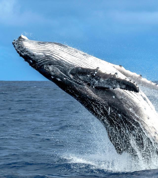 Ein Buckelwal springt aus dem Ozean nahe Vava in Tonga