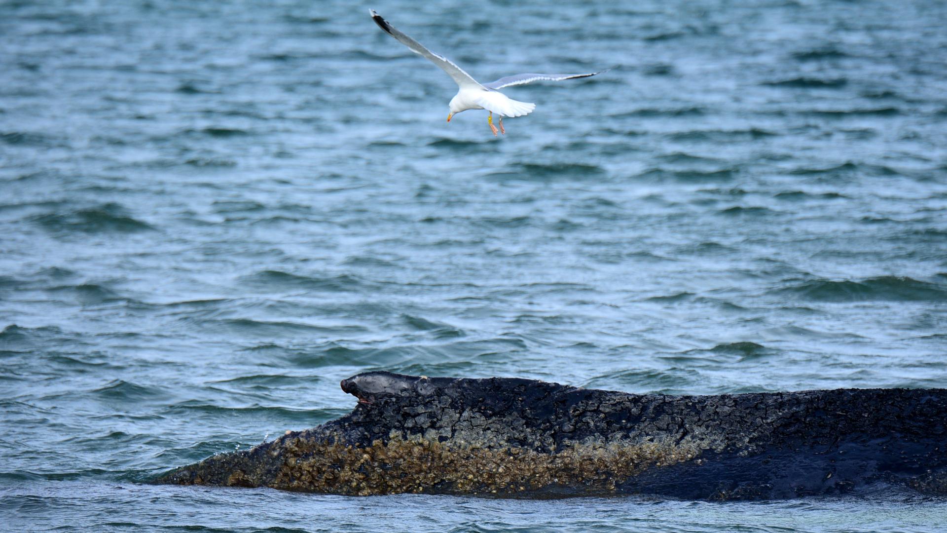 Timmendorfer Strand: Ein gestrandeter Wal liegt in der Ostsee