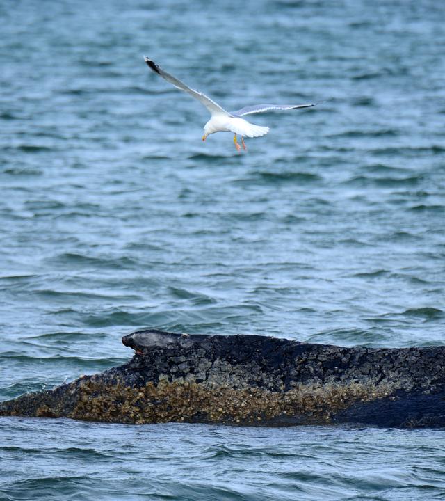 Timmendorfer Strand: Ein gestrandeter Wal liegt in der Ostsee