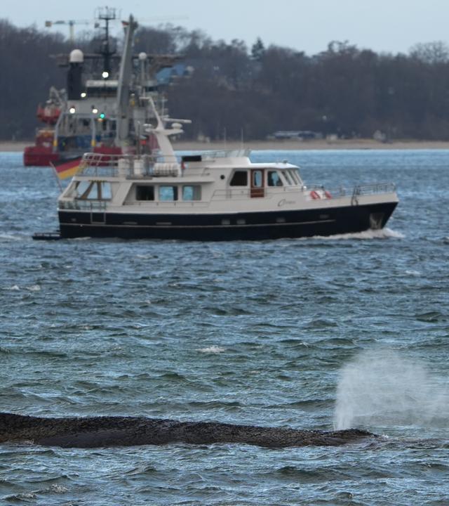 Der gestrandete Wal liegt im Wasser der Ostsee vor der Seebrücke am Hafen Niendorf.