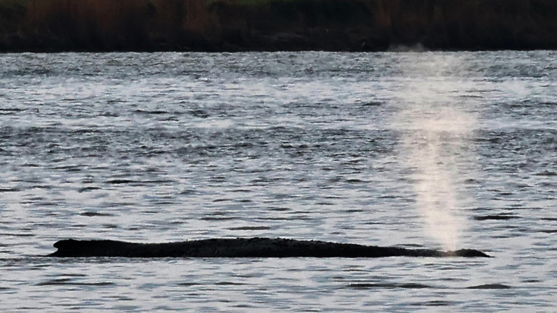 Der Buckelwal vor der Insel Poel atmet.