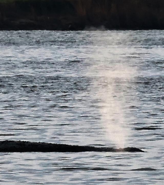 Der Buckelwal vor der Insel Poel atmet.