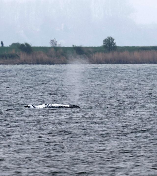 Helfer nähern sich dem gestrandeten Buckelwal Timmy vor der Insel Poel in der Ostsee. er Rücken des Wals ist mit Tüchern abgedeckt.
