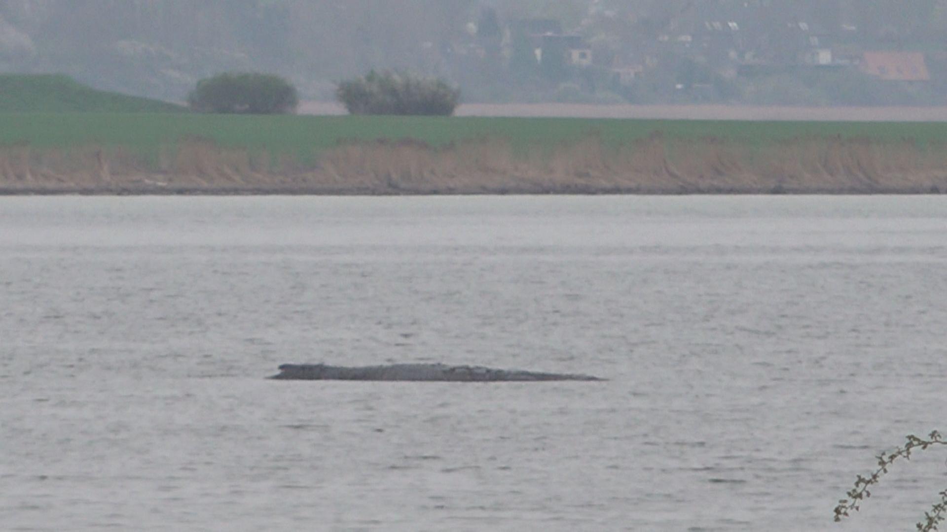 Mecklenburg-Vorpommern: Der gestrandete Buckewal Timmy schwimmt wieder.