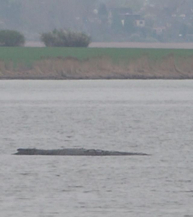 Mecklenburg-Vorpommern: Der gestrandete Buckewal Timmy schwimmt wieder.