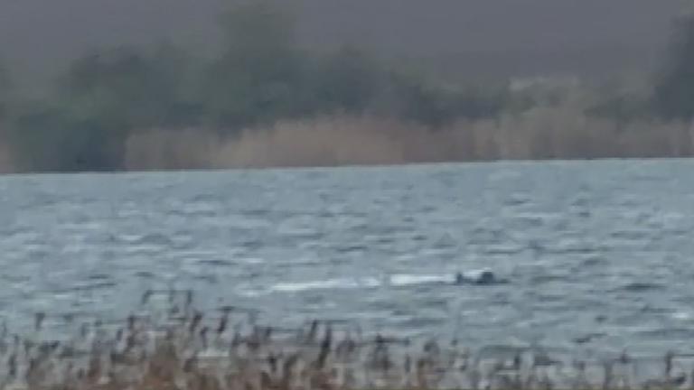 Mecklenburg-Vorpommern: Buckelwal Timmy ist erneut zum Stillstand gekommen.