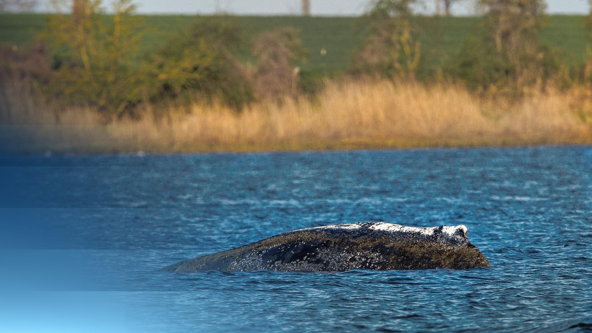 Buckelwal Timmy hängt wieder fest