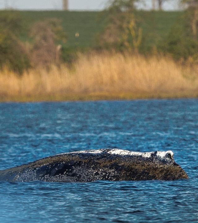 Buckelwal Timmy hängt wieder fest