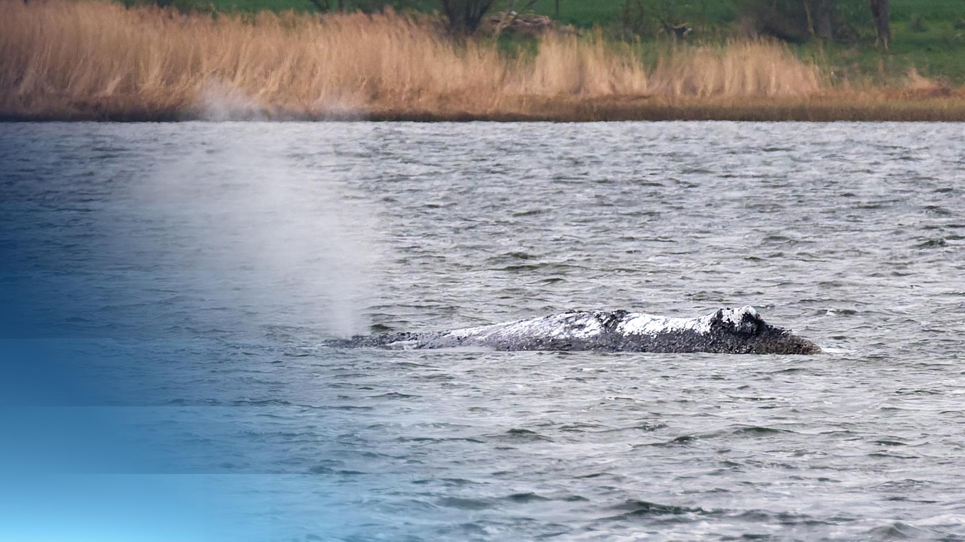 Der gestrandete Buckelwal in der Bucht vor Poel.