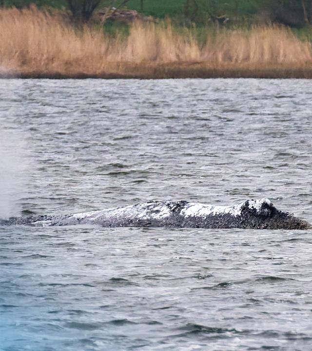 Der gestrandete Buckelwal in der Bucht vor Poel.