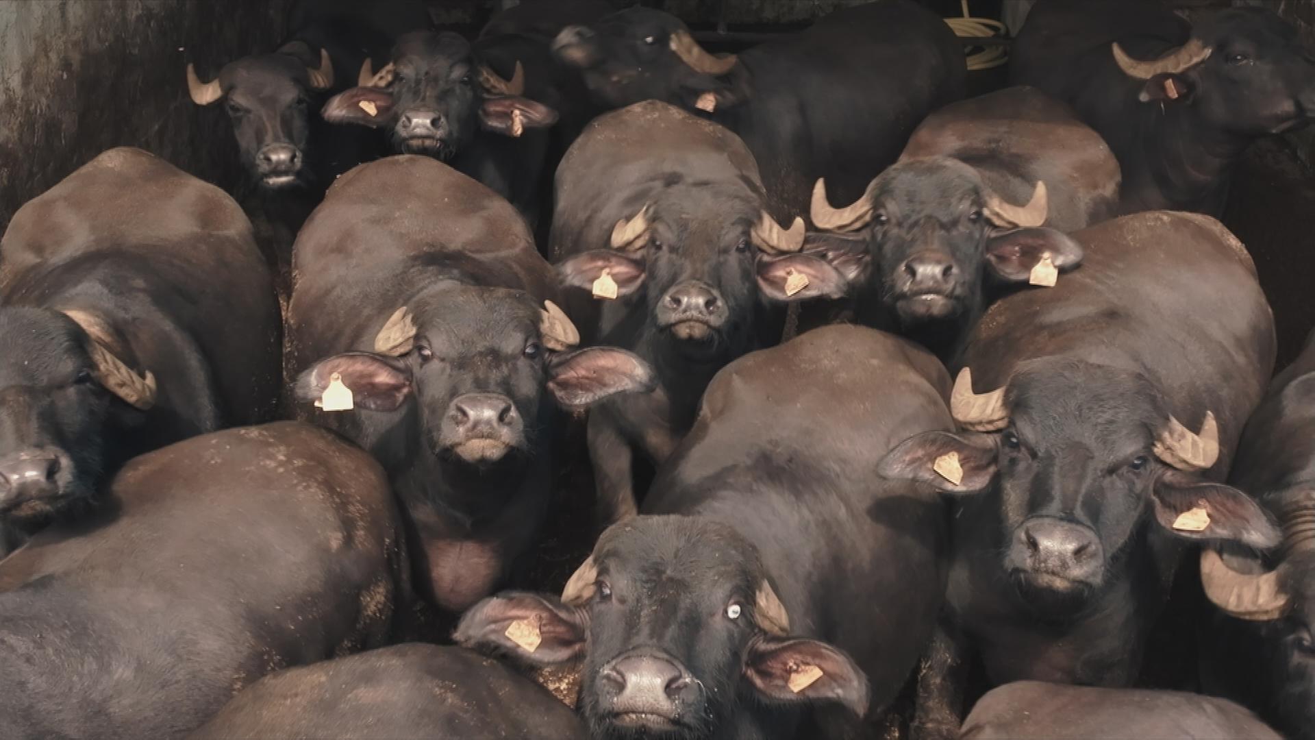 mehrere Büffel