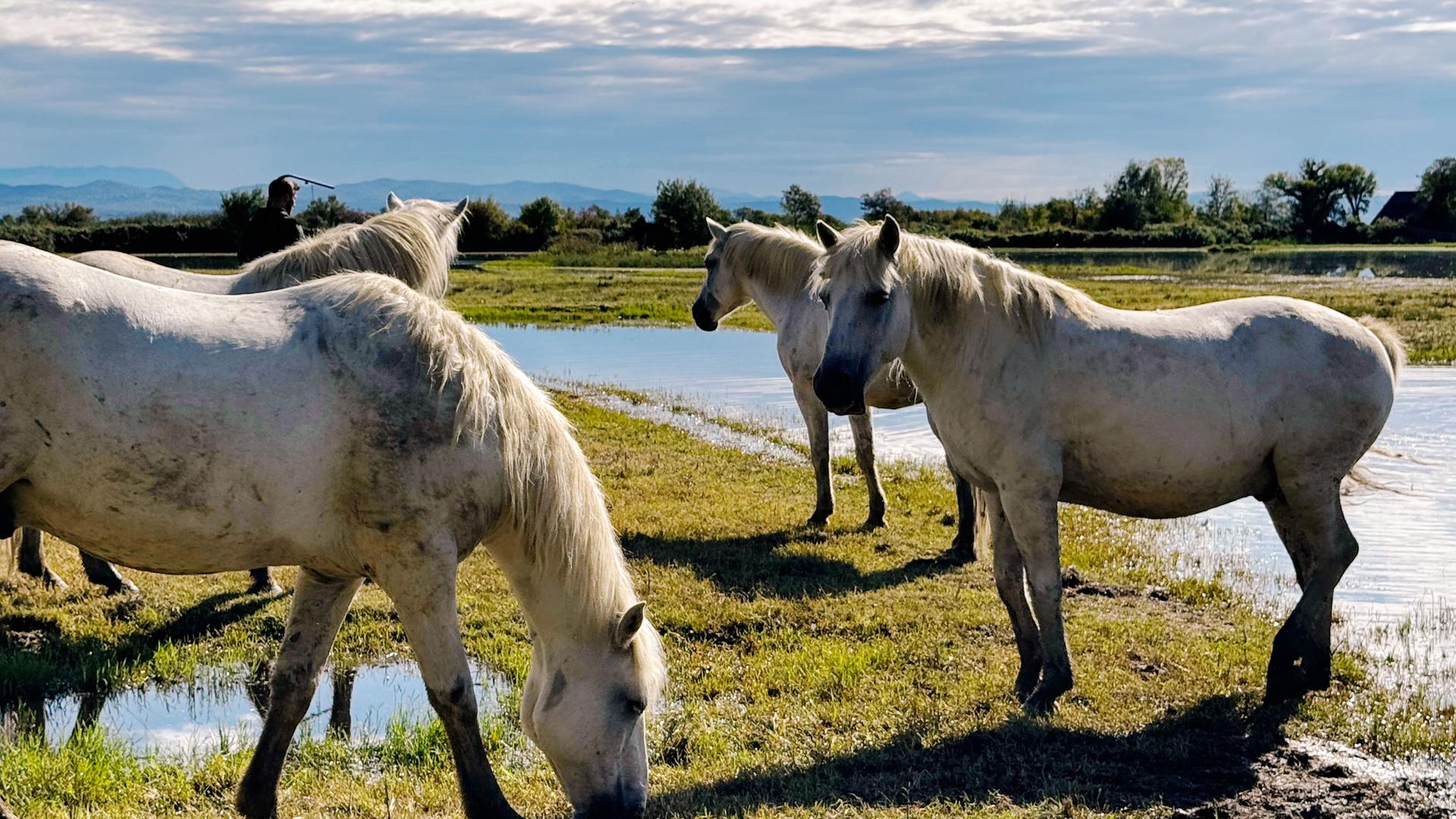 Mehrere weiße Wildpferde stehen und grasen auf einer feuchten Wiese am Rand eines flachen Gewässers unter bewölktem Himmel.