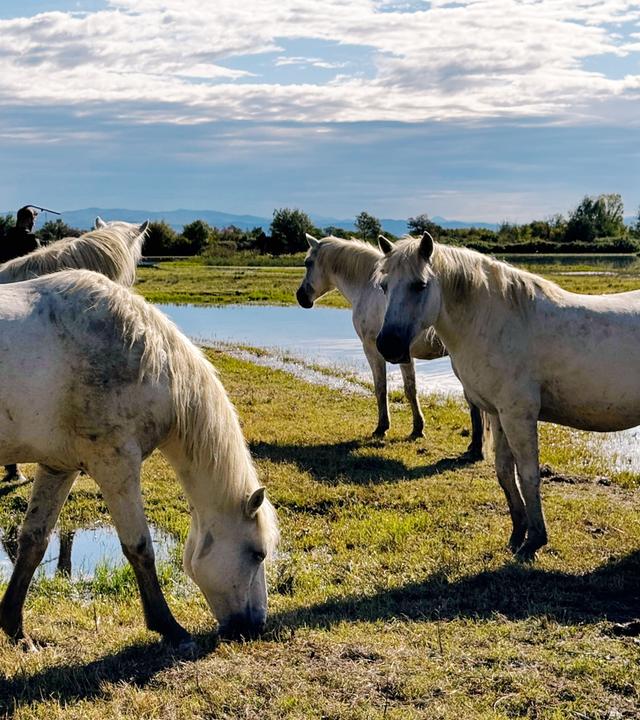 Mehrere weiße Wildpferde stehen und grasen auf einer feuchten Wiese am Rand eines flachen Gewässers unter bewölktem Himmel.