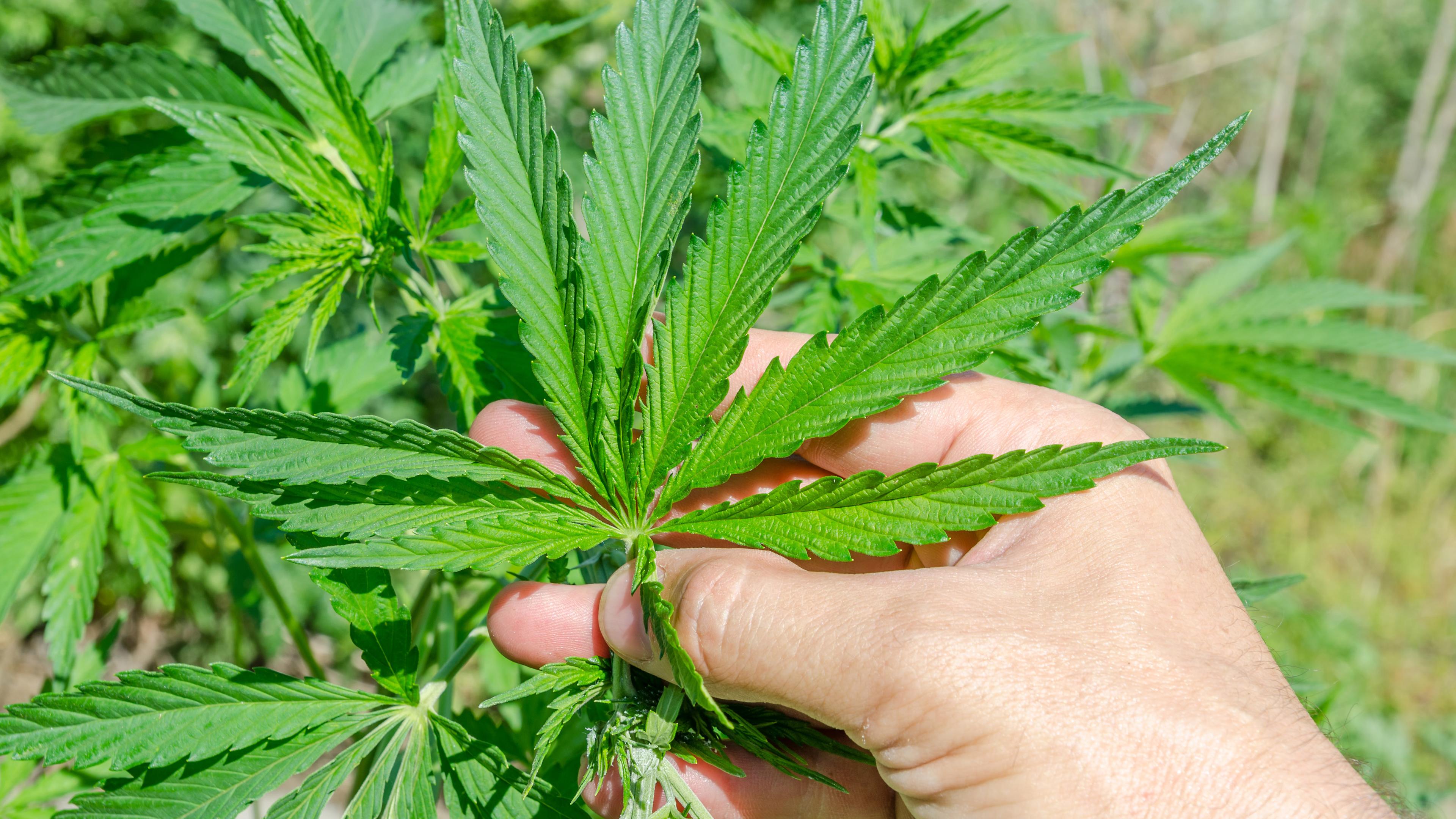 Symbolbild: Hand mit Cannabispflanze