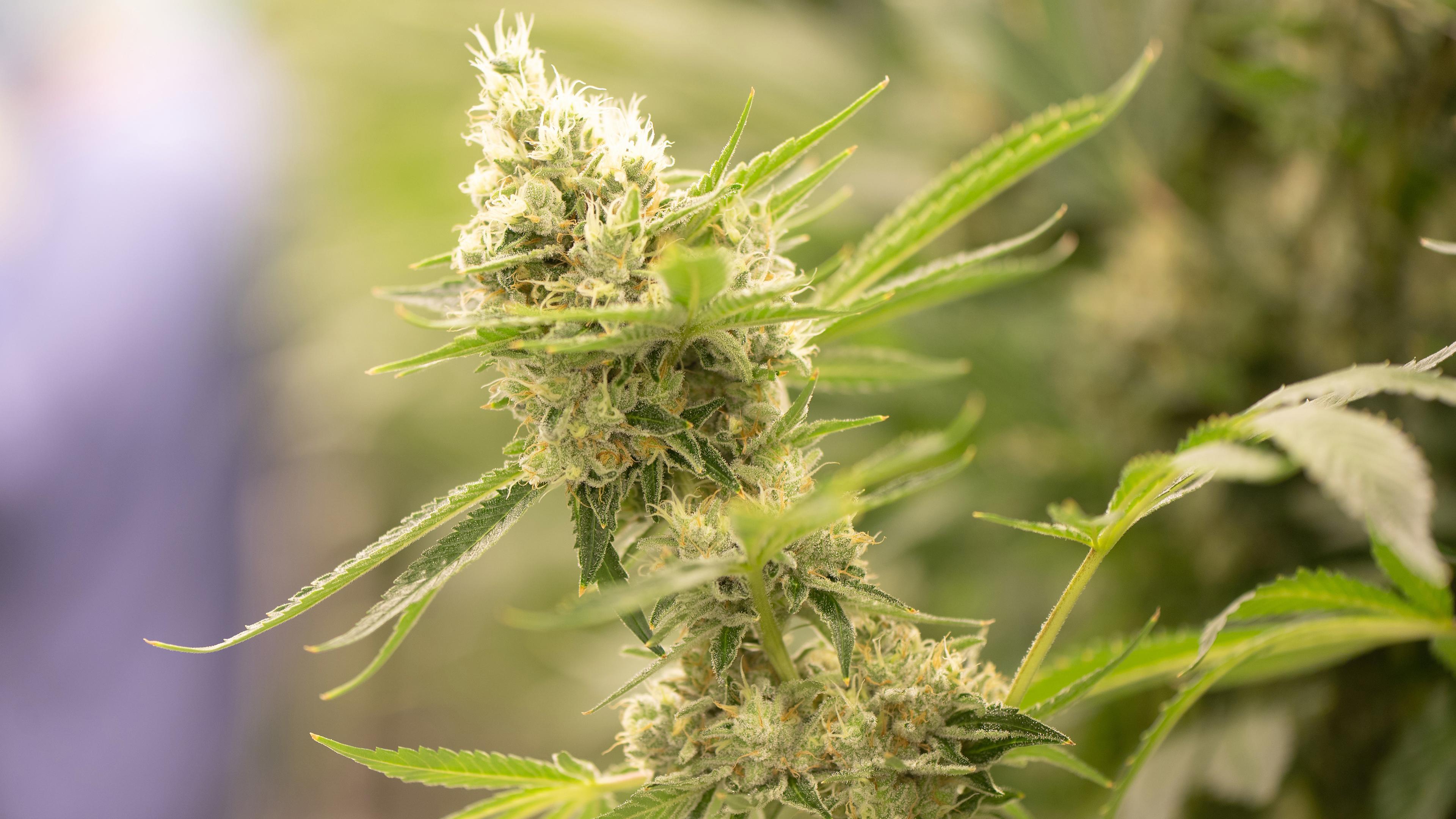 Cannabispflanzen wachsen in einem Blüteraum eines Pharmaunternehmen, aufgenommen am 15.03.2022