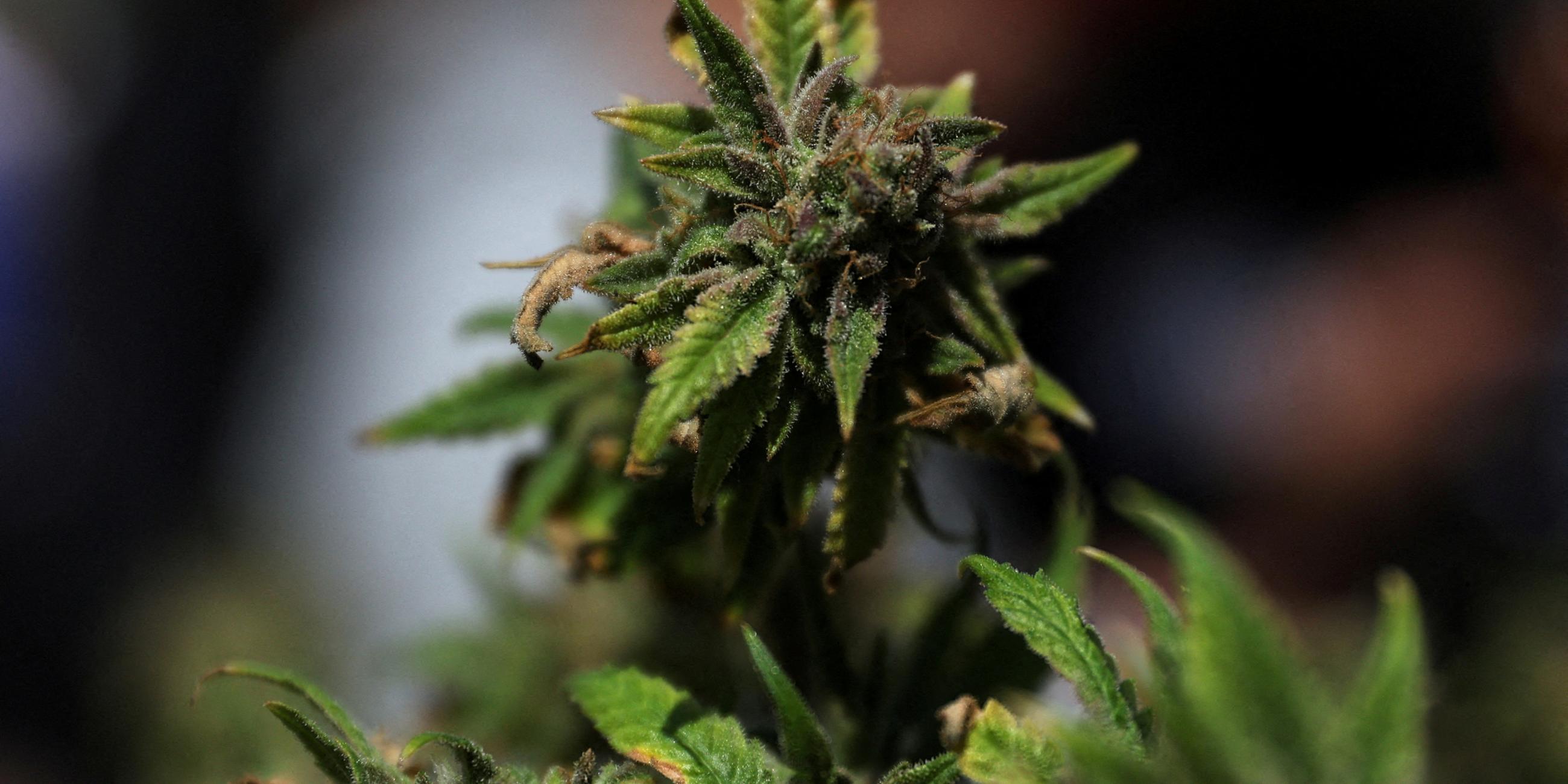 Polizei plant keine großflächigen Kontrollen nach Cannabis-Legalisierung.