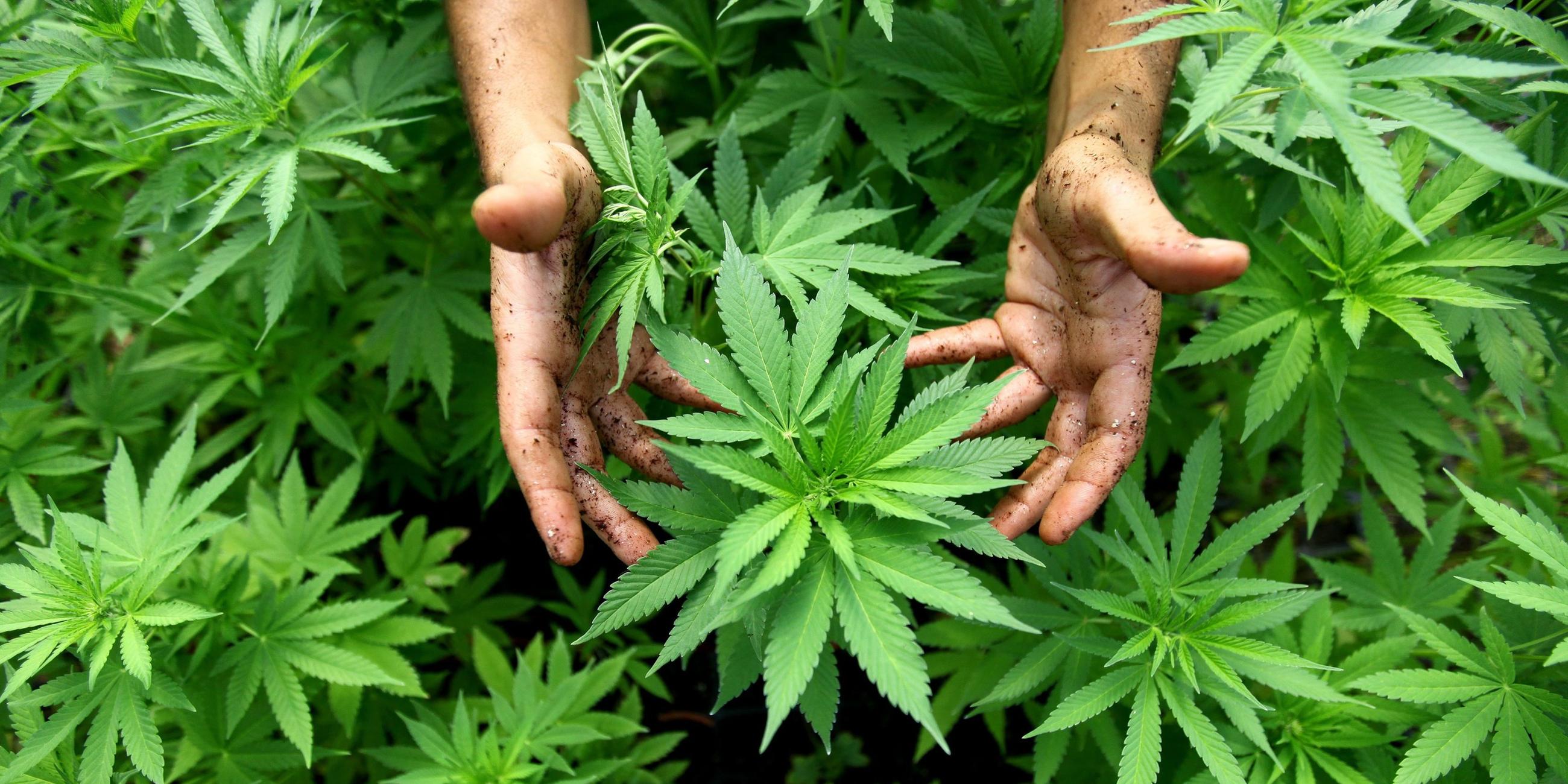 Hände greifen Cannabis-Pflanze