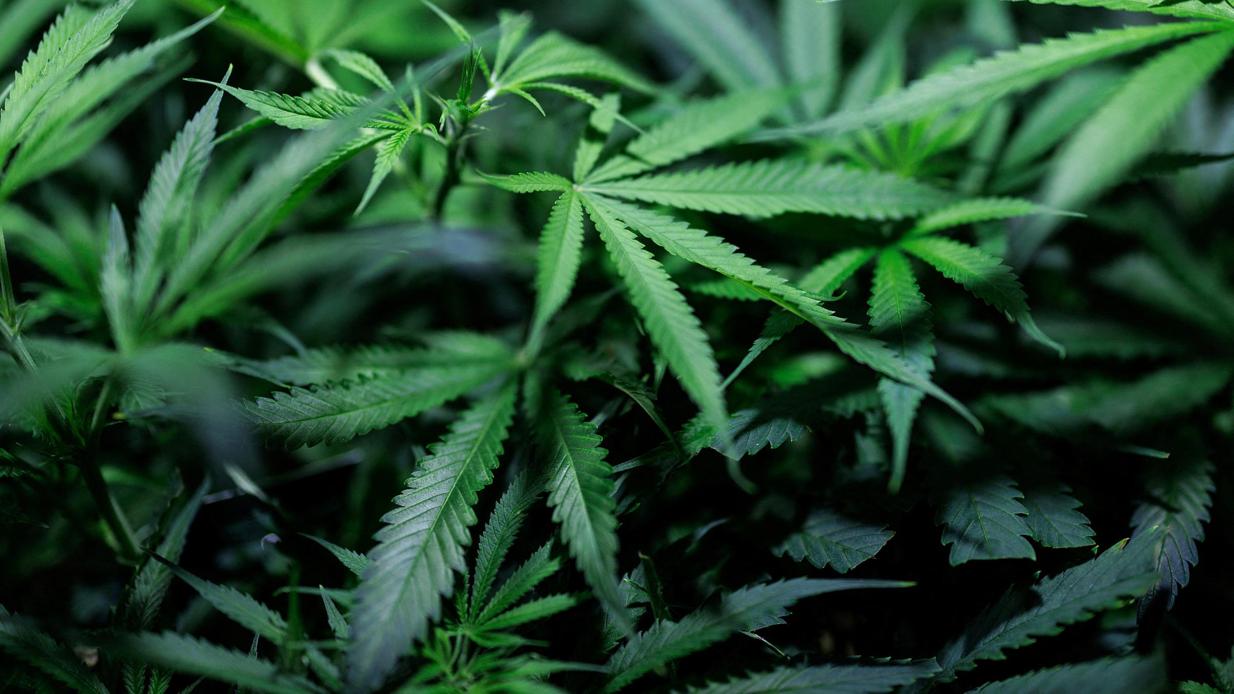 Cannabispflanzen wachsen im Klonraum eines Hersteller von medizinischen Cannabisprodukten