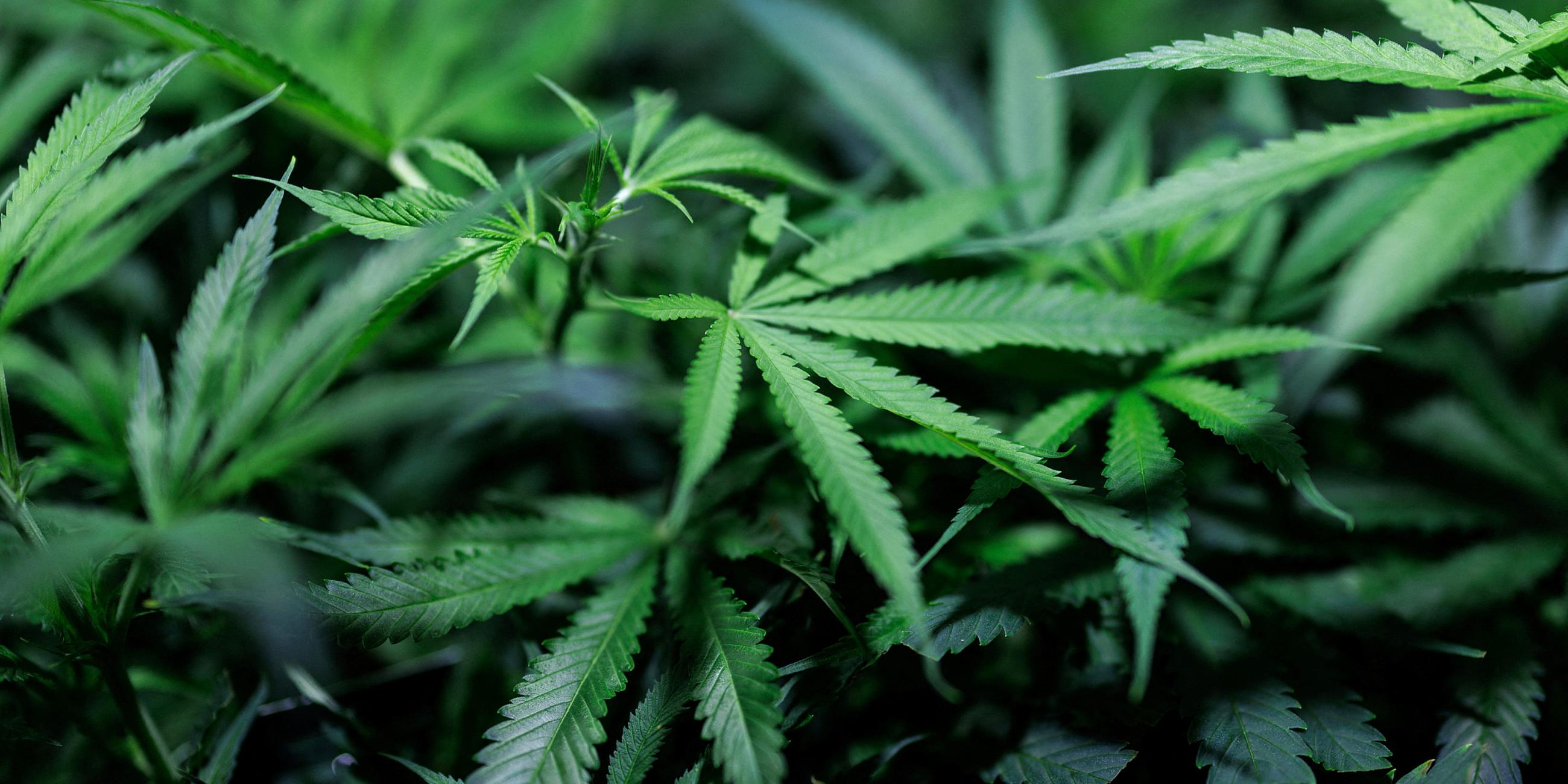 Cannabispflanzen wachsen im Klonraum eines Hersteller von medizinischen Cannabisprodukten