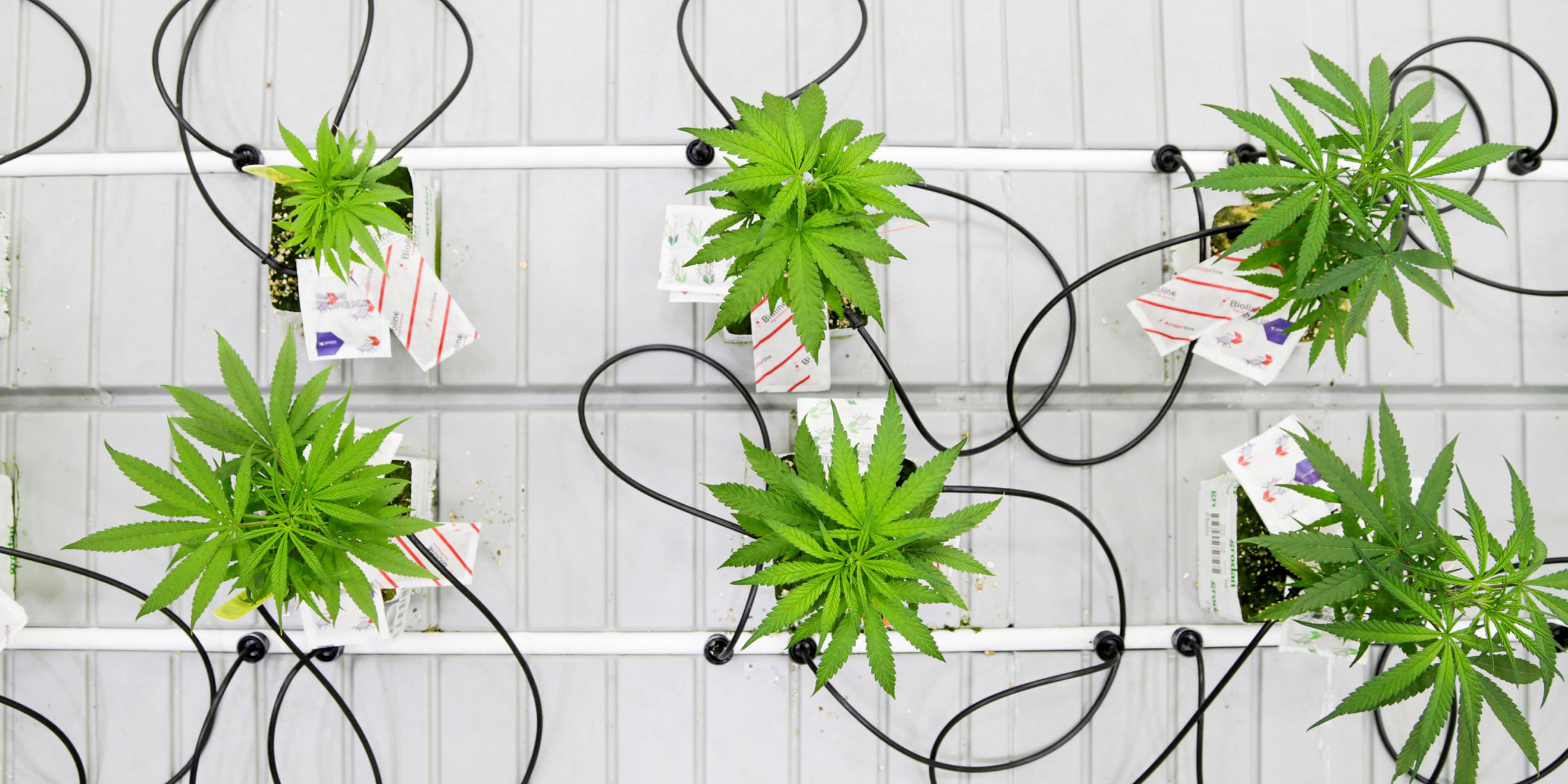 Kleine Cannabis Pflanzen - Plantage