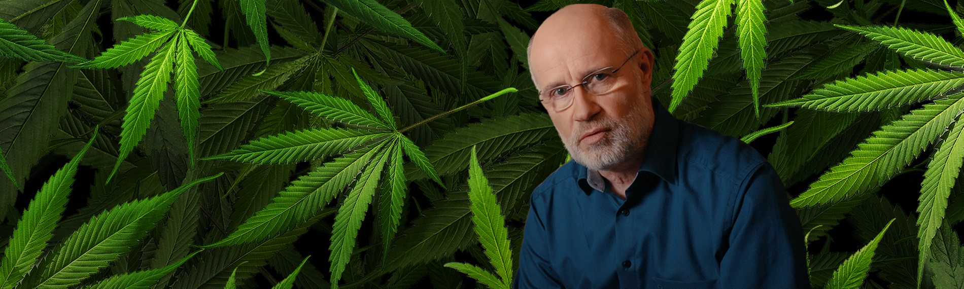 Collage: Harald Lesch vor Cannabisblättern