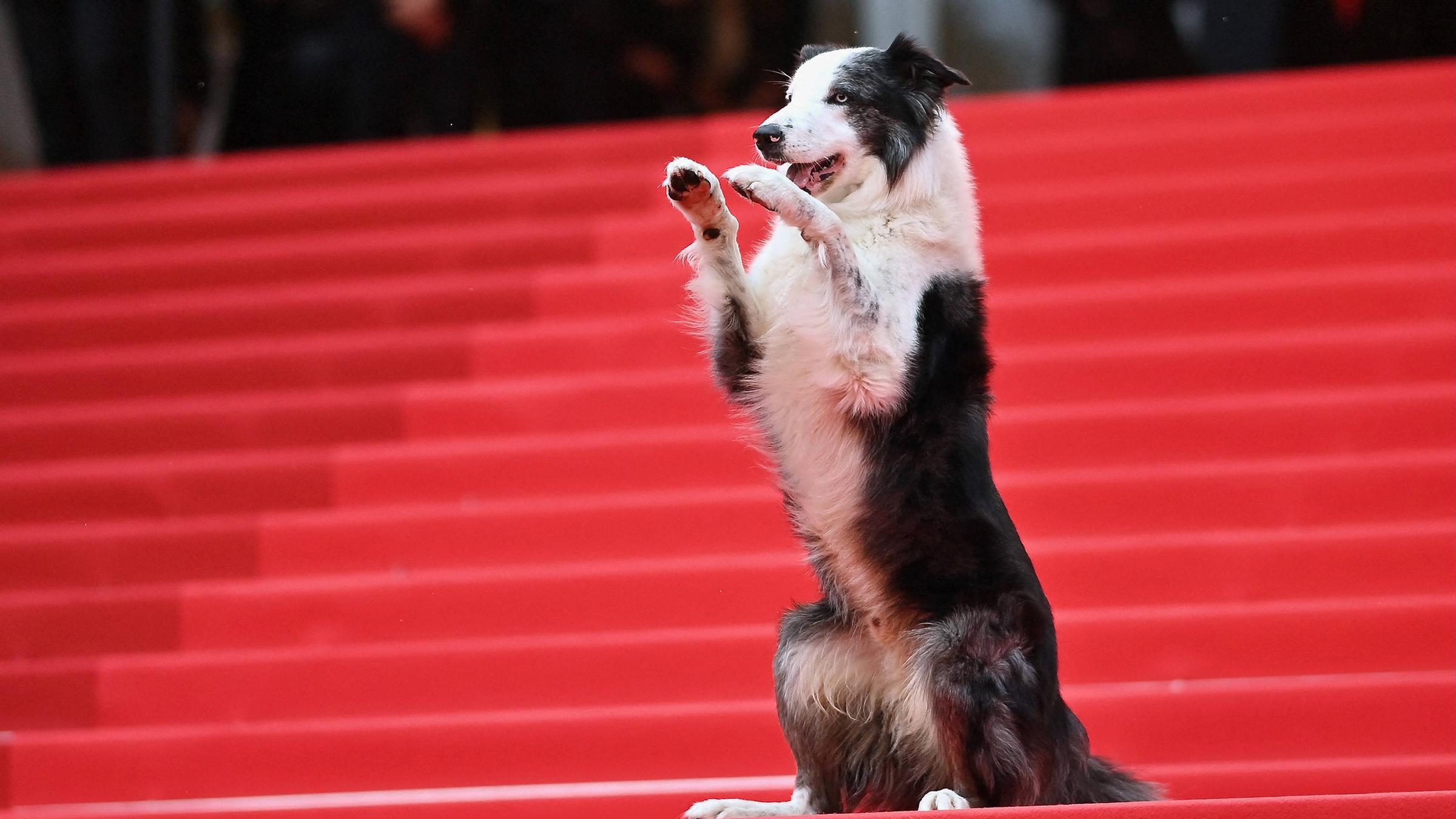 Der Hund Messi in Cannes