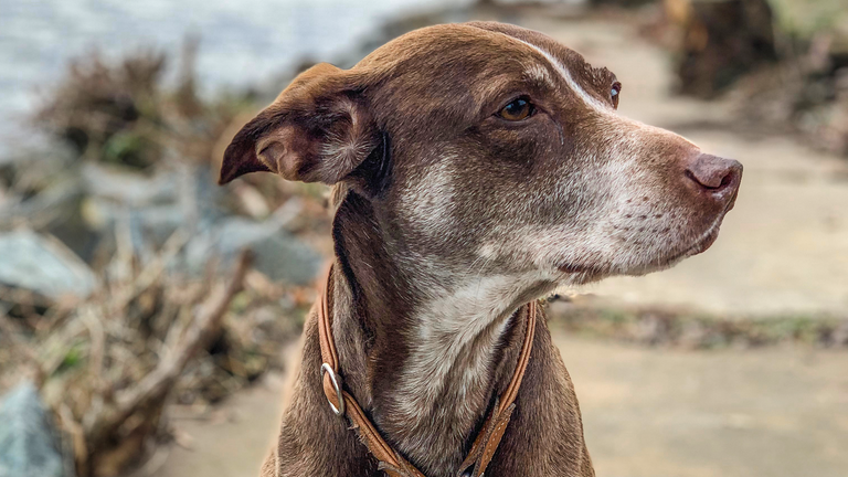 Pur Hund Caramelo Wird Klimafreundlich Zdftivi 