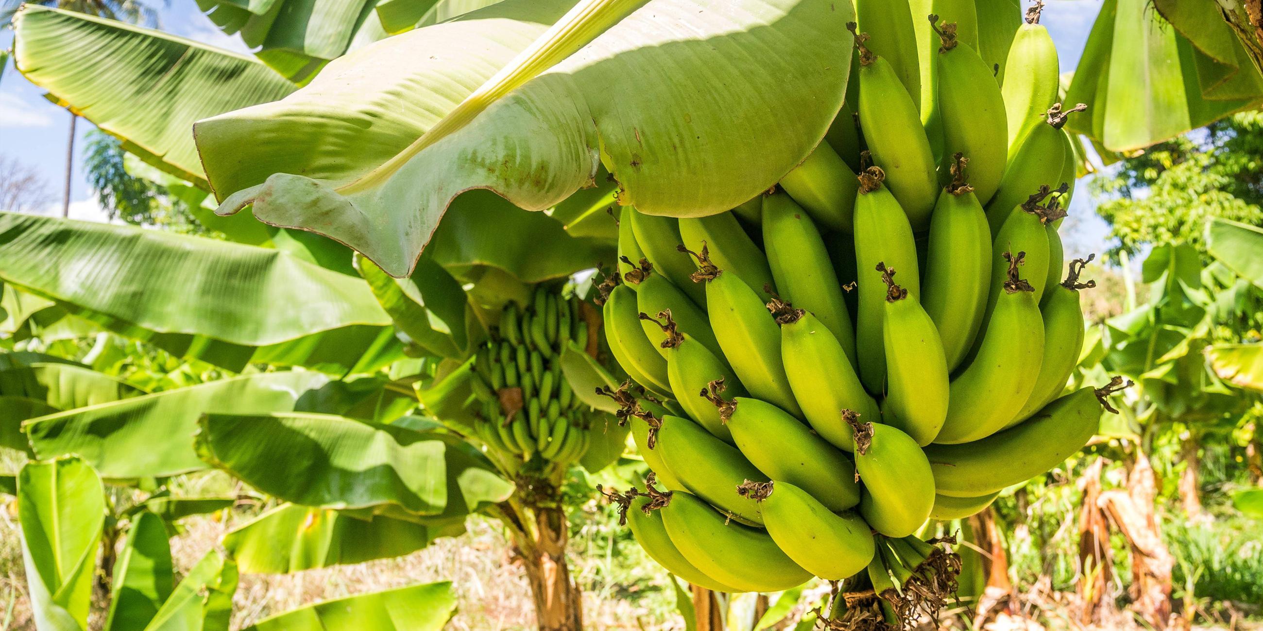 Nahaufnahme einer Cavendish Bananenstaude auf der Plantage, Taveta, Kenia
