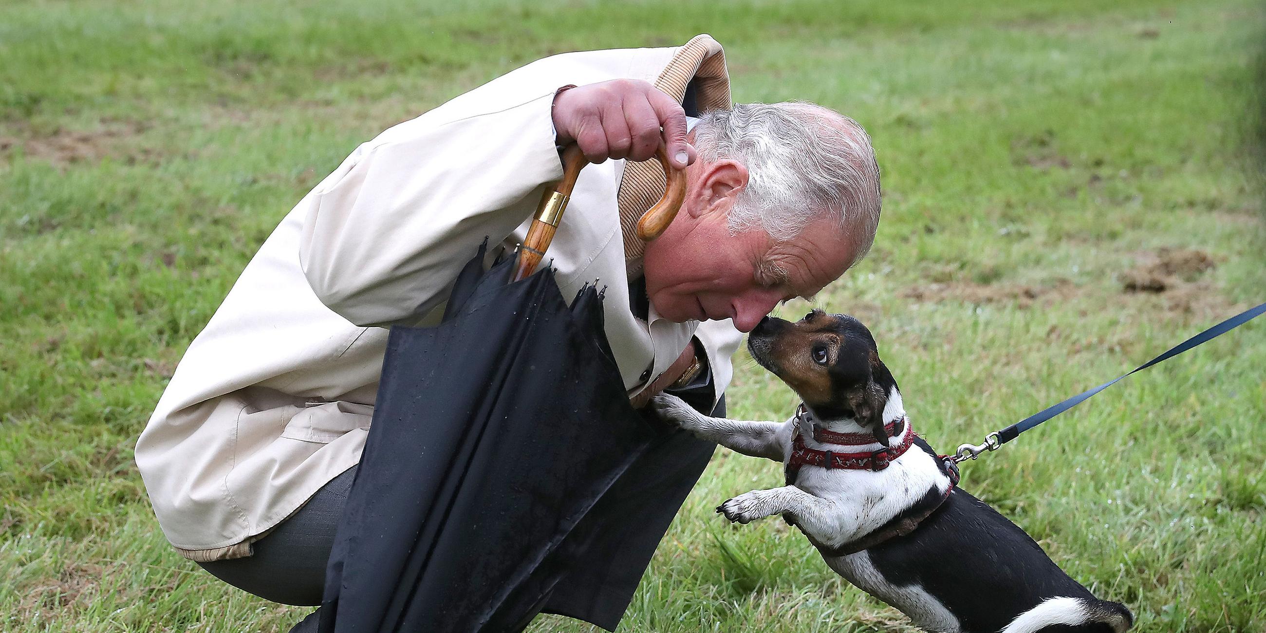 Prinz Charles begrüsst den Hund von Herzogin Camilla