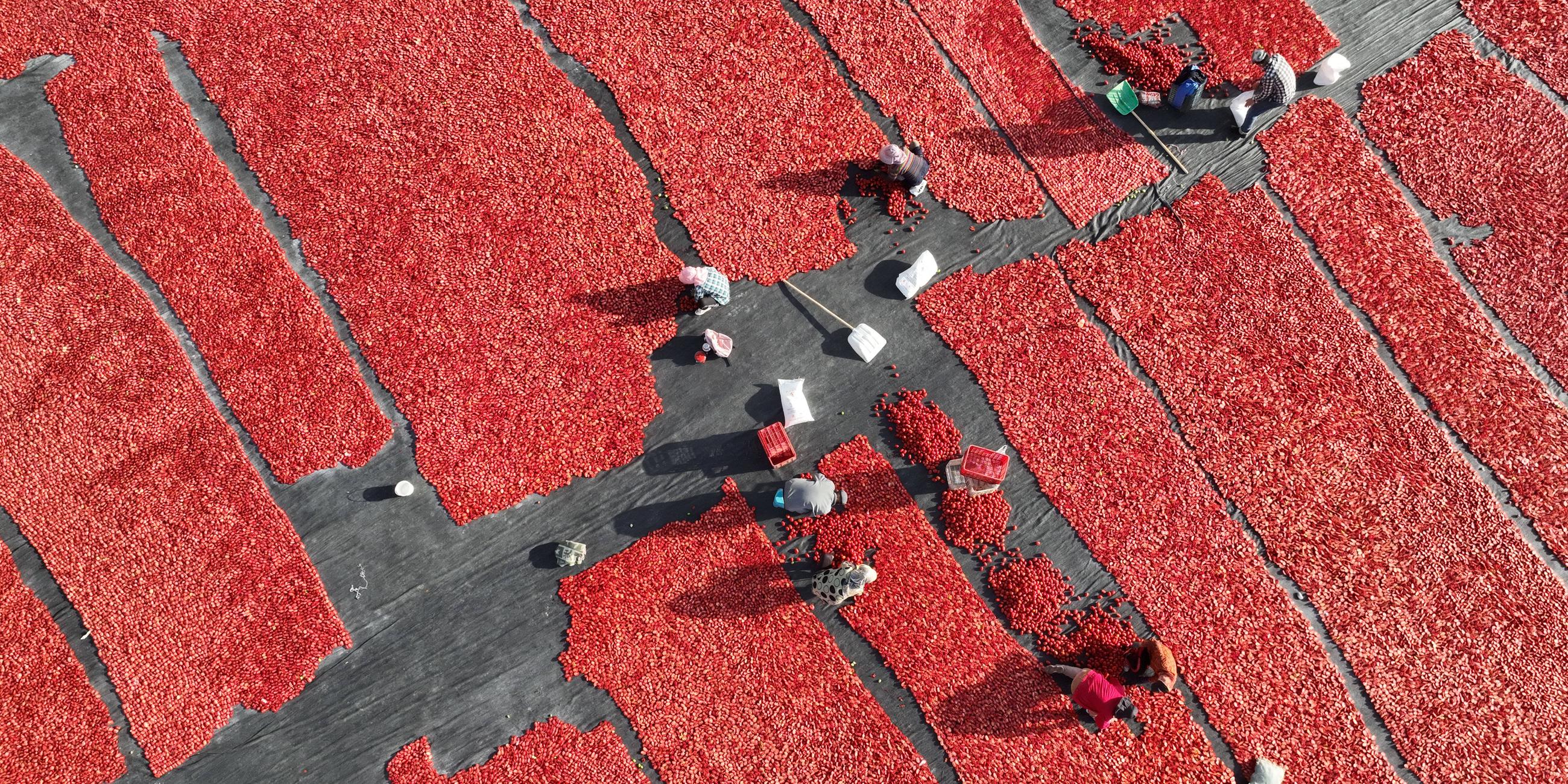 China: Bauern trocknen Tomaten in Bazhou