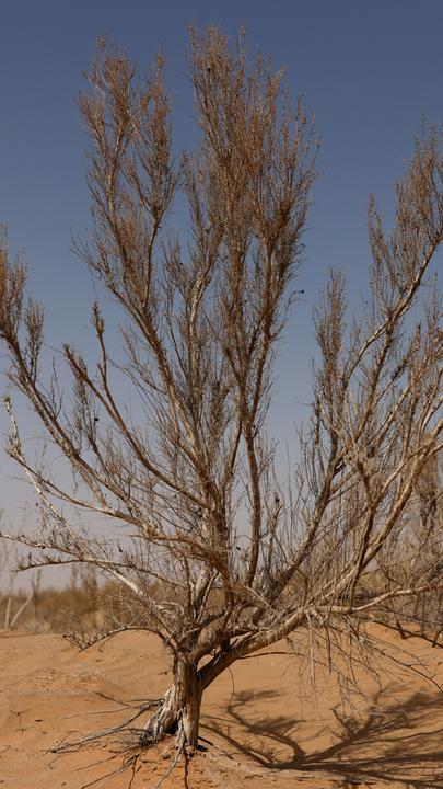 Ein Baum in der Wüste in der Gansu-Provinz.