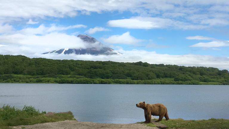 "Russlands versteckte Paradiese": Braunbär vor einer Vulkanlandschaft am Kurilensee.