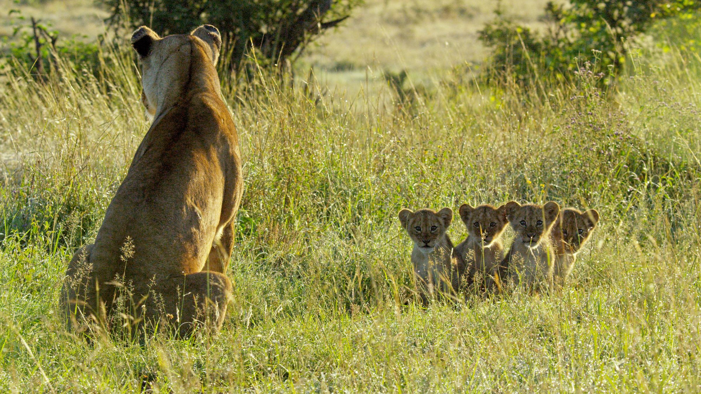 "Terra X: Serengeti - Zeit des Anfangs": Ein Löwin links im Bild mit dem Rücken zur Kamera. Vor ihr sitzen im Gras aufgereiht vier Löwenjunge, die neugierig in die Kamera schauen.