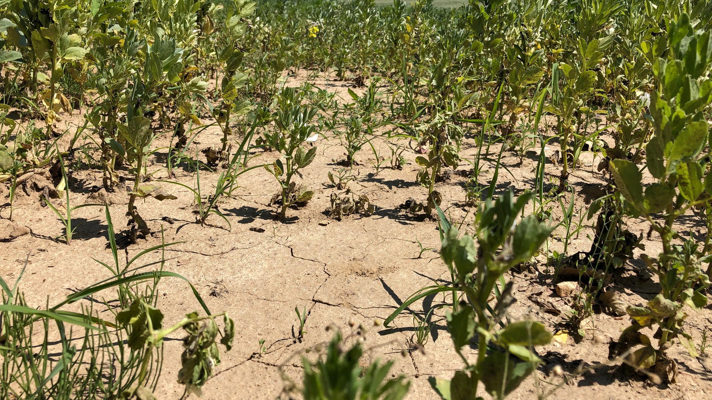 "planet e.: Bauern im Hitzestress - Klimakrise auf dem Acker": Blick auf einen ausgetrocknetes Ackerboden. Einige Pflanzen wachsen darauf.