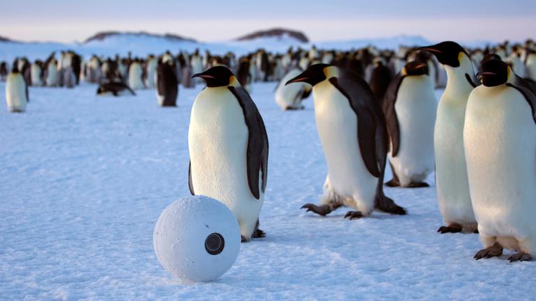 "Terra X: Abenteuer Winter - Tiere im Schnee": Kaiserpinguine mit künstlichem Kamera-Schneeball.