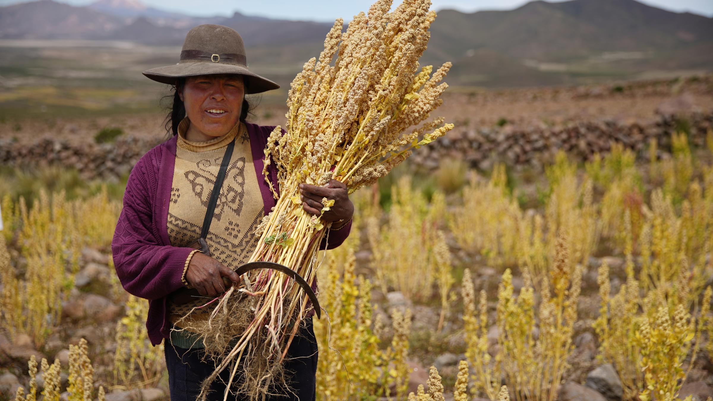 "planet e.:  Superfood - Der Hype ums gesunde Essen": Eine bolivianische Bäuerin befindet sich auf einem Anbaugebiet und hält eine Quinoa-Pflanze im Arm