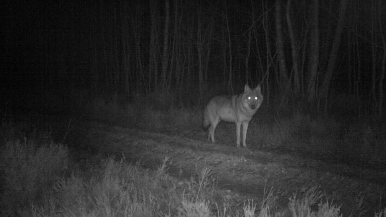 "ZDF.reportage: Wolf im Fadenkreuz - Zwischen Wut und Gelassenheit": Ein Wolf steht nachts auf einem Waldweg.