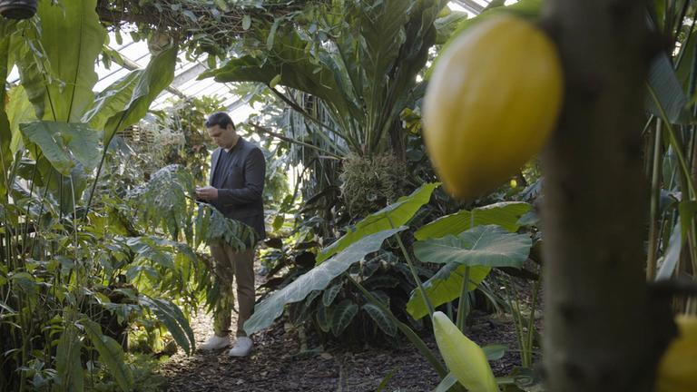 "Terra X: Verlorenes Wissen - Sonnenpillen und der Superbeton der Antike": Urwald mit Goldtüpfelfarn. Links im Bild Patrick Schmidt (Molekularbiologe der Uni Mainz), der die Blätter des Farns untersucht.
