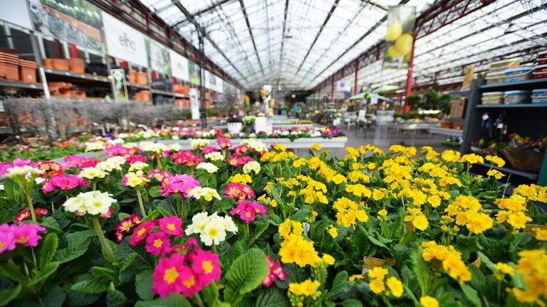 "ZDFzeit: Obi, Dehner & Co. - Der große Gartencenter-Check": Bunte Blumen in der Verkaufshalle eines Gartencenters