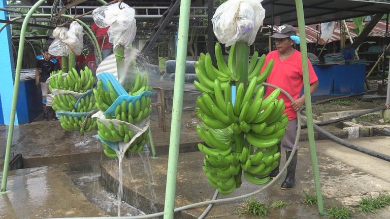 "planet e.: Alles Bio, alles gut? Über die fatalen Folgen des Öko-Booms": Ein ecuadorianischer Landarbeiter reinigt Bananenstauden, die an Ständern aufgehängt sind, mit Wasser.