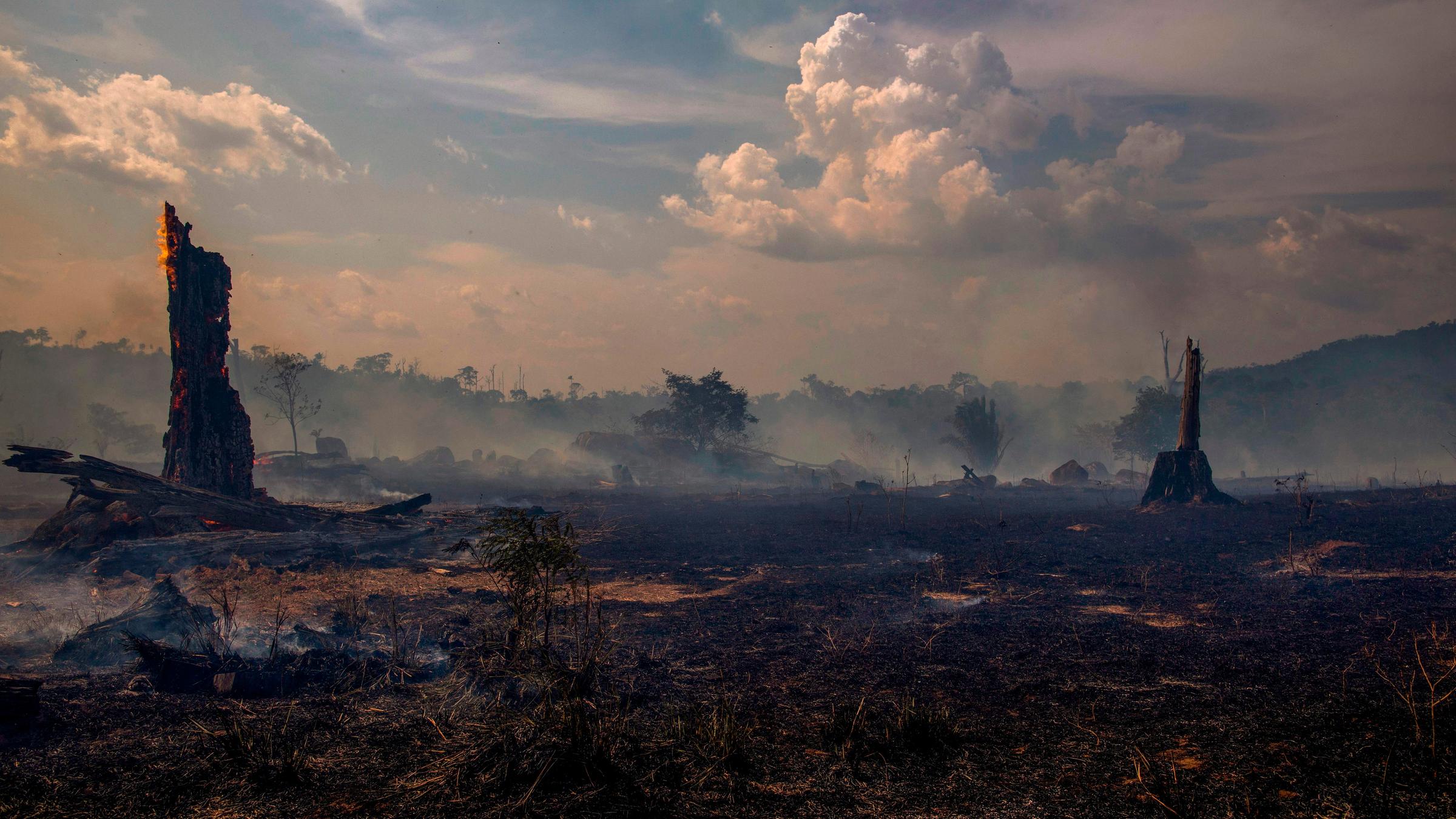"Terra X: Wildes Wetter - Auf den Spuren der Klimaforschung": Aufnahme von verkohlten Bäumen im Regenwald. Rauchverhangener Himmel.