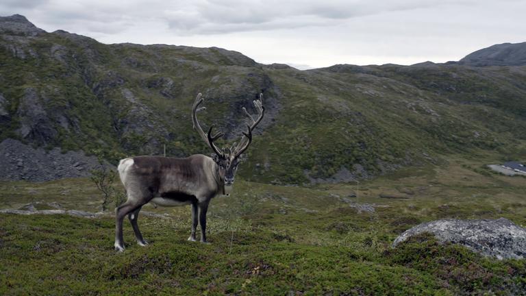 "planet e.: Tresor für CO2": Ein Rentier in Norwegen vor bergigen Hügeln.