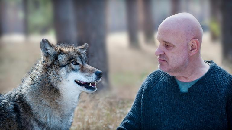 "Spreewaldkrimi - Zeit der Wölfe": Im Spreewald schauen sich Kommissar Krüger (Christian Redl) und der Wolf an.