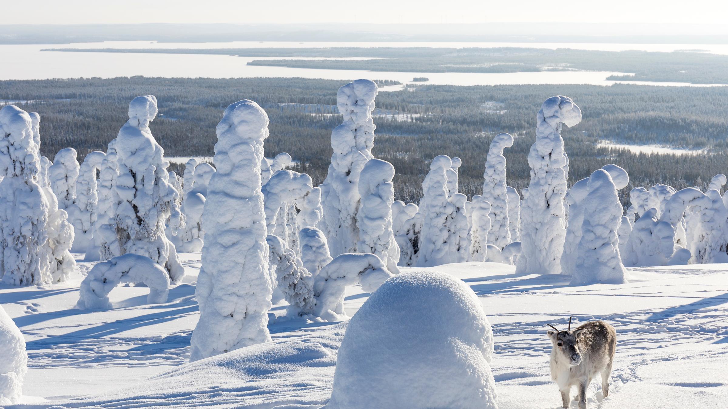 "Ailos Reise": Das Rentier Ailo steht inmitten der eisigen Tundra Lapplands. Es ist zu einem stattlichen Jungtier herangewachsen. Ailos Fell ist weiß und so ist er im Schnee bestens getarnt. Die Bäume und Wiesen sind mit einer dicken Schneedecke überzogen.