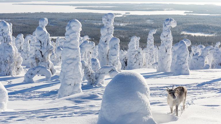 "Ailos Reise": Das Rentier Ailo steht inmitten der eisigen Tundra Lapplands. Es ist zu einem stattlichen Jungtier herangewachsen. Ailos Fell ist weiß und so ist er im Schnee bestens getarnt. Die Bäume und Wiesen sind mit einer dicken Schneedecke überzogen.